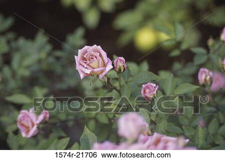 Stock Photograph - Close-up of a Starina Miniature Rose plant. Fotosearch