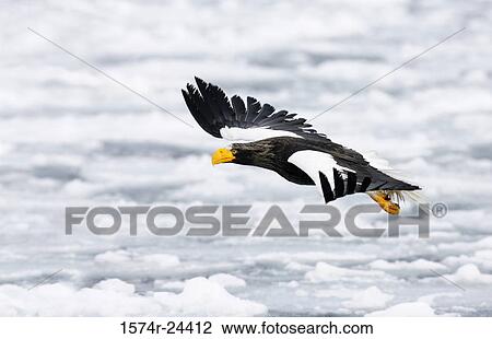 Stock Image - Close-up of a Steller's Sea Eagle flying over sea (Haliaeetus pelagicus). Fotosearch