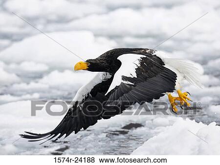 Stock Photo - Close-up of a Steller's Sea Eagle flying (Haliaeetus pelagicus). Fotosearch