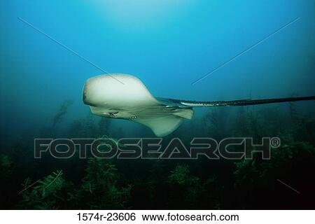 Close-up of a stingray View Large Photo Image Stock Photograph - Close-up of a stingray. Fotosearch