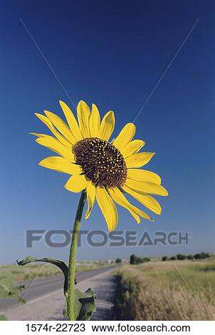 Stock Image - Close-up of a sunflower. Fotosearch