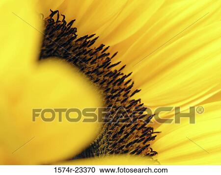 Stock Image - Close-up of a sunflower. Fotosearch