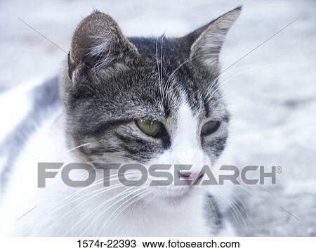Close-up of a Tabby cat View Large Photo Image Stock Image - Close-up of a Tabby cat. Fotosearch