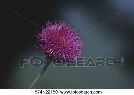 Close-up of a thistle flower View Large Photo Image Stock Image - Close-up of a thistle flower. Fotosearch