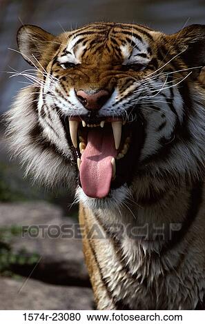 Stock Image - Close-up of a tiger (Panthera Tigris). Fotosearch