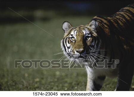 Stock Photography - Close-up of a tiger (Panthera Tigris). Fotosearch