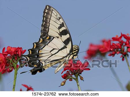 Close-up of a Tiger Swallowtail Butterfly on a flower pollinating (Papilio glaucas) View Large Photo Image Stock Image - Close-up of a Tiger Swallowtail Butterfly on a flower pollinating (Papilio glaucas). Fotosearch