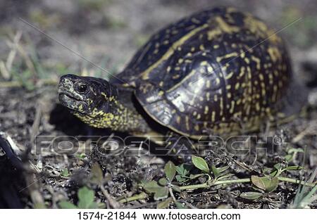 Close-up of a tortoise View Large Photo Image Picture - Close-up of a tortoise. Fotosearch