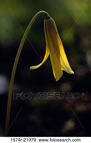 Close-up of a Trout Lily (Erythronium Americanum) View Large Photo Image Stock Photo - Close-up of a Trout Lily (Erythronium Americanum). Fotosearch