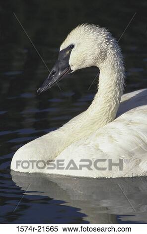 Close-up of a Trumpeter Swan (Cygnus buccinator) View Large Photo Image Stock Photography - Close-up of a Trumpeter Swan (Cygnus buccinator). Fotosearch