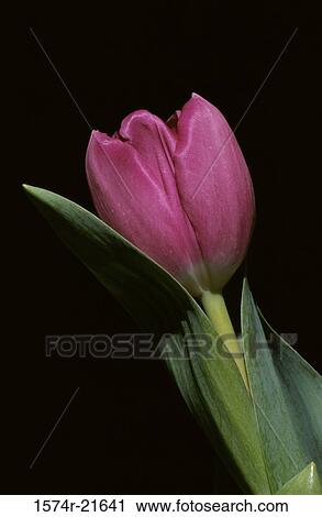 Close-up of a tulip View Large Photo Image Stock Image - Close-up of a tulip. Fotosearch