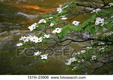 Close-up of a twig of a Pacific Dogwood, Yosemite National Park, California, USA View Large Photo Image Stock Photograph - Close-up of a twig of a Pacific Dogwood, Yosemite National Park, California, USA. Fotosearch
