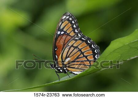 Close-up of a Viceroy Butterfly on a leaf (Limenitis archippus) View Large Photo Image Stock Image - Close-up of a Viceroy Butterfly on a leaf (Limenitis archippus). Fotosearch