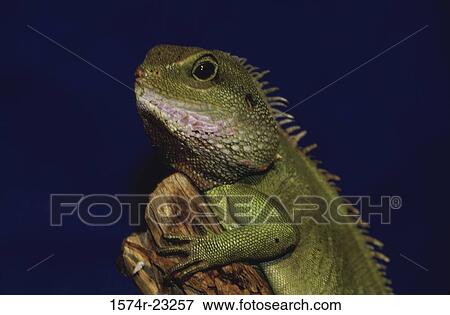 Close-up of a Water Dragon View Large Photo Image Stock Photo - Close-up of a Water Dragon. Fotosearch