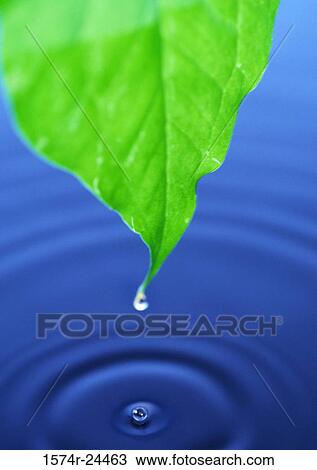 Stock Image - Close-up of a water drop dripping from a leaf. Fotosearch