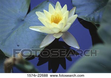 Close-up of a water lily View Large Photo Image Stock Photo - Close-up of a water lily. Fotosearch