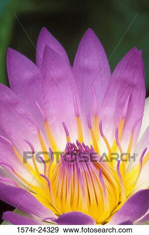 Close-up of a Water Lily View Large Photo Image Stock Photo - Close-up of a Water Lily. Fotosearch
