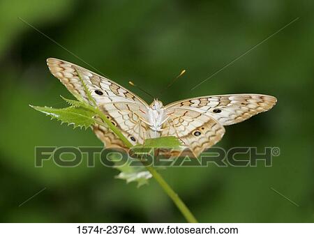 Close-up of a White Peacock Butterfly on a twig (Anartia jatrophae) View Large Photo Image Picture - Close-up of a White Peacock Butterfly on a twig (Anartia jatrophae). Fotosearch