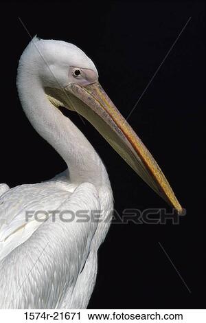 Close-up of a White Pelican View Large Photo Image Stock Image - Close-up of a White Pelican. Fotosearch