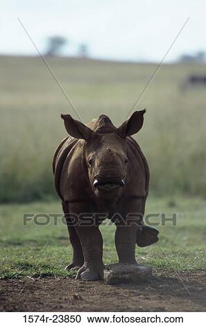 Stock Image - Close-up of a White Rhinoceros standing in a field, South Africa (Ceratotherium simum). Fotosearch