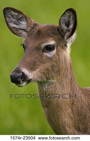 Picture - Close-up of a White-tailed Deer (Odocoileus virginianus). Fotosearch