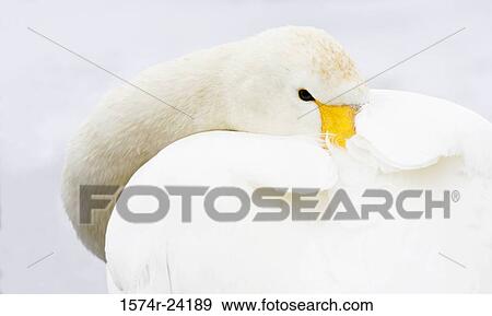 Close-up of a Whooper Swan (Cygnus cygnus) View Large Photo Image Stock Photo - Close-up of a Whooper Swan (Cygnus cygnus). Fotosearch