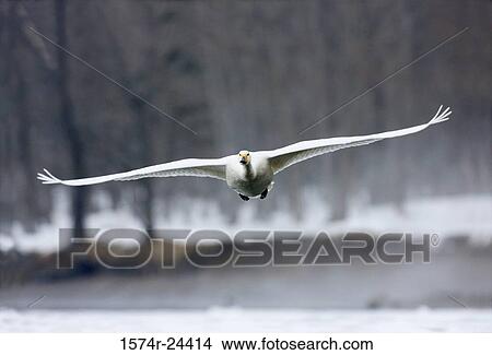 Picture - Close-up of a Whooper Swan flying (Cygnus cygnus). Fotosearch