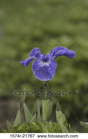 Close-up of a wild iris View Large Photo Image Stock Photo - Close-up of a wild iris. Fotosearch