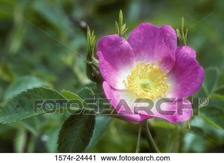 Stock Image - Close-up of a Wild Rose, Baskett Slough National Wildlife Refuge, Oregon, USA. Fotosearch
