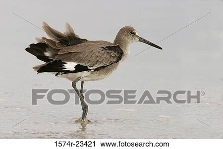 Stock Image - Close-up of a willet wading in water (Catoptrophorus semipalmatus). Fotosearch