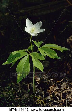 Close-up of a Wood Anemone View Large Photo Image Stock Photo - Close-up of a Wood Anemone. Fotosearch