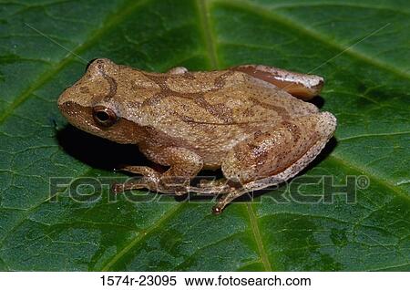 Close-up of a Wood Frog on a leaf (Rana sylvatica) View Large Photo Image Stock Photography - Close-up of a Wood Frog on a leaf (Rana sylvatica). Fotosearch