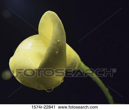 Close-up of a Yellow Calla Lily View Large Photo Image Stock Image - Close-up of a Yellow Calla Lily. Fotosearch