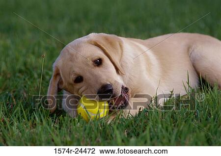 Close-up of a Yellow Labrador Retriever puppy biting a tennis ball View Large Photo Image Stock Image - Close-up of a Yellow Labrador Retriever puppy biting a tennis ball. Fotosearch