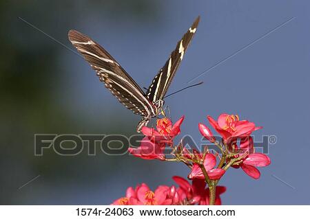Stock Image - Close-up of a Zebra Longwing Butterfly on a flower pollinating (Heliconius charitonius). Fotosearch