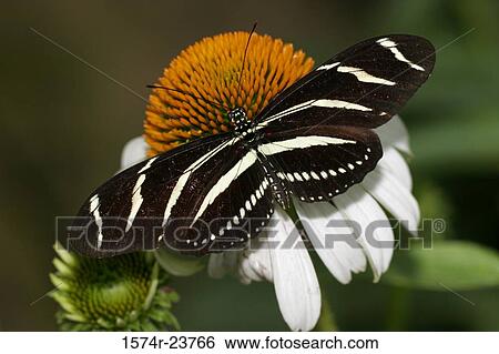Stock Photograph - Close-up of a Zebra Longwing Butterfly on a flower pollinating (Heliconius charitonius). Fotosearch