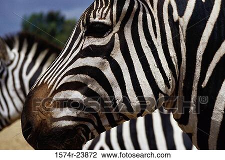 Stock Image - Close-up of a zebra. Fotosearch