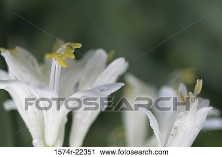 Close-up of agapanthus flowers View Large Photo Image Stock Image - Close-up of agapanthus flowers. Fotosearch
