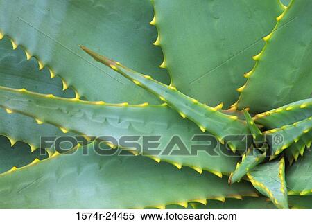 Close-up of an agave plant, Balboa Park, San Diego, California, USA View Large Photo Image Stock Photography - Close-up of an agave plant, Balboa Park, San Diego, California, USA. Fotosearch