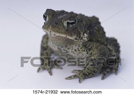 Stock Image - Close-up of an American Toad. Fotosearch