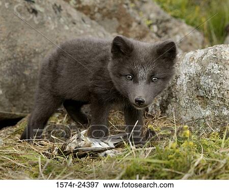 Close-up of an Arctic Fox pup standing on the grass, Iceland (Alopex lagopus) View Large Photo Image Stock Photo - Close-up of an Arctic Fox pup standing on the grass, Iceland (Alopex lagopus). Fotosearch
