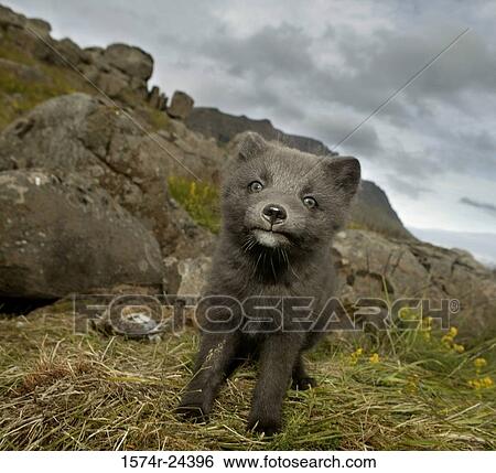 Close-up of an Arctic Fox pup standing on the grass, Iceland (Alopex lagopus) View Large Photo Image Stock Photograph - Close-up of an Arctic Fox pup standing on the grass, Iceland (Alopex lagopus). Fotosearch