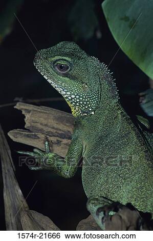 Stock Photograph - Close-up of an Asian Water Dragon. Fotosearch