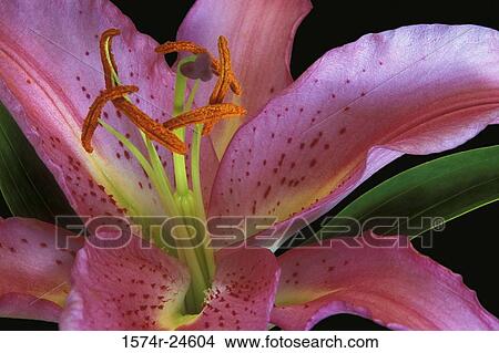 Close-up of an Asiatic Lily View Large Photo Image Picture - Close-up of an Asiatic Lily. Fotosearch