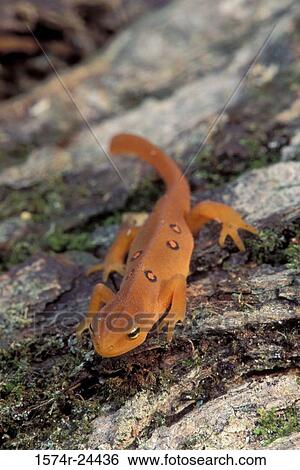 Close-up of an Eastern Newt, Allegany State Park, New York, USA (Notophthalmus viridescens) View Large Photo Image Stock Photograph - Close-up of an Eastern Newt, Allegany State Park, New York, USA (Notophthalmus viridescens). Fotosearch