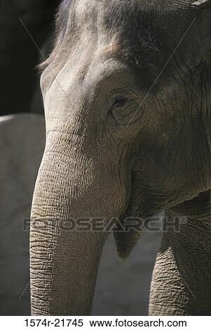 Close-up of an elephant View Large Photo Image Stock Photography - Close-up of an elephant. Fotosearch