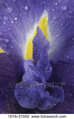 Close-up of an iris flower View Large Photo Image Stock Photography - Close-up of an iris flower. Fotosearch