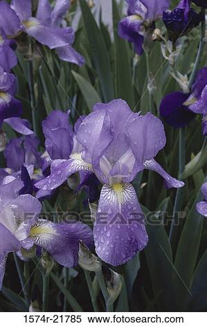Close-up of an iris flower View Large Photo Image Stock Photography - Close-up of an iris flower. Fotosearch