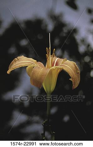 Close-up of an Orange lily View Large Photo Image Stock Image - Close-up of an Orange lily. Fotosearch