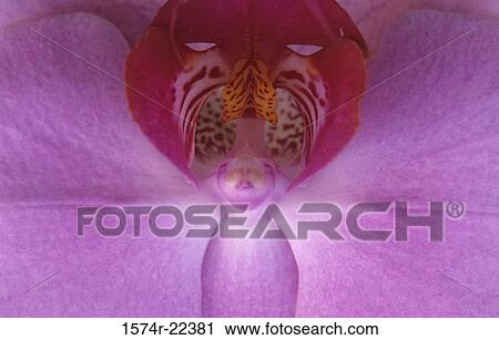 Close-up of an orchid flower View Large Photo Image Stock Image - Close-up of an orchid flower. Fotosearch
